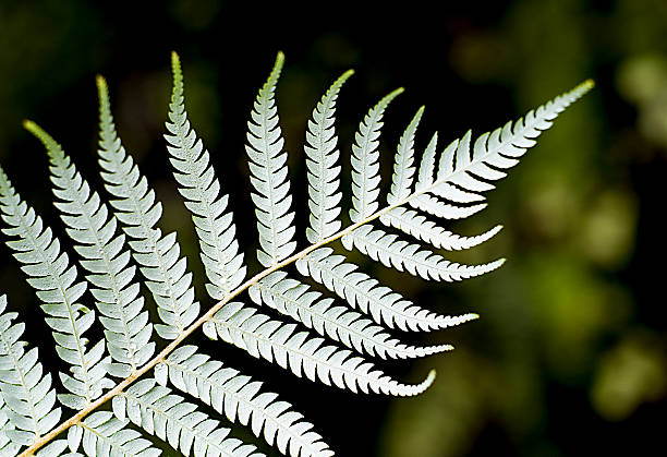 New Zealand silver fern